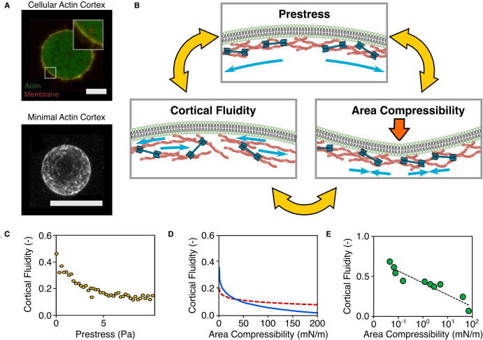 Scratching beyond the surface - minimal actin assemblies as tools to elucidate mechanical reinforcement and shape change.