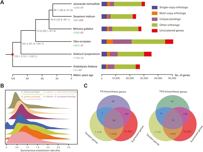 Improved assembly and annotation of the sesame genome.