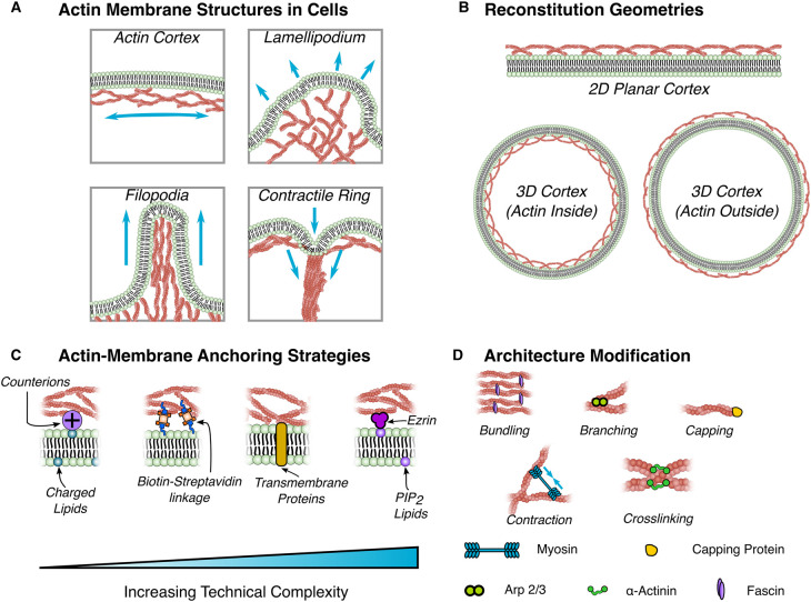 Scratching beyond the surface - minimal actin assemblies as tools to elucidate mechanical reinforcement and shape change.