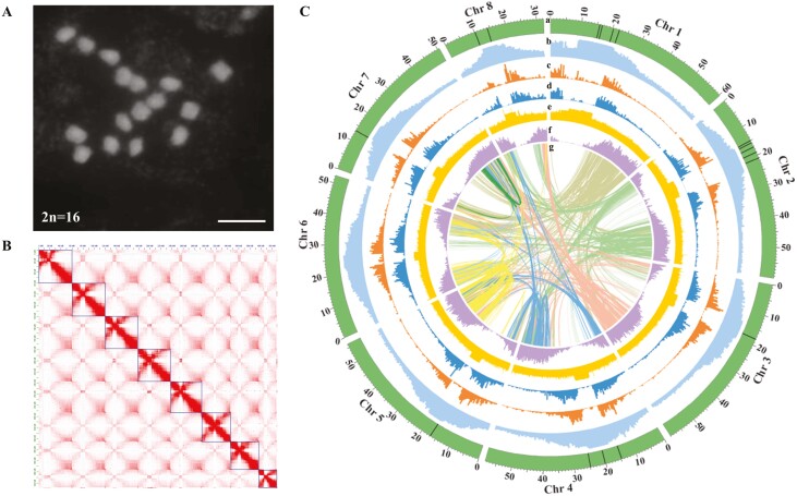 Chromosome-scale genome assembly of Glycyrrhiza uralensis revealed metabolic gene cluster centred specialized metabolites biosynthesis.