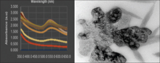 Herbal-mediated preparation of nano-sized particles of selenium, its characterization, and evaluation of its antimicrobial activity.