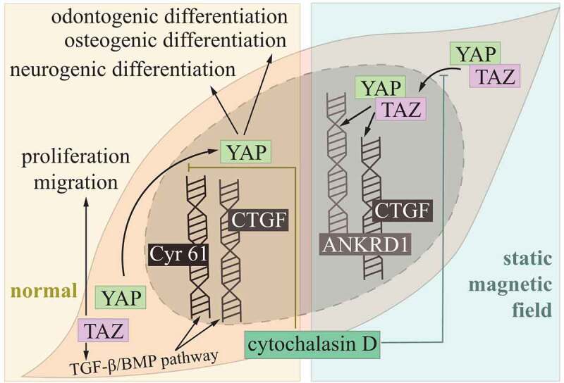 Focusing on Hippo Pathway in Stem Cells of Oral Origin, Enamel Formation and Periodontium Regeneration.