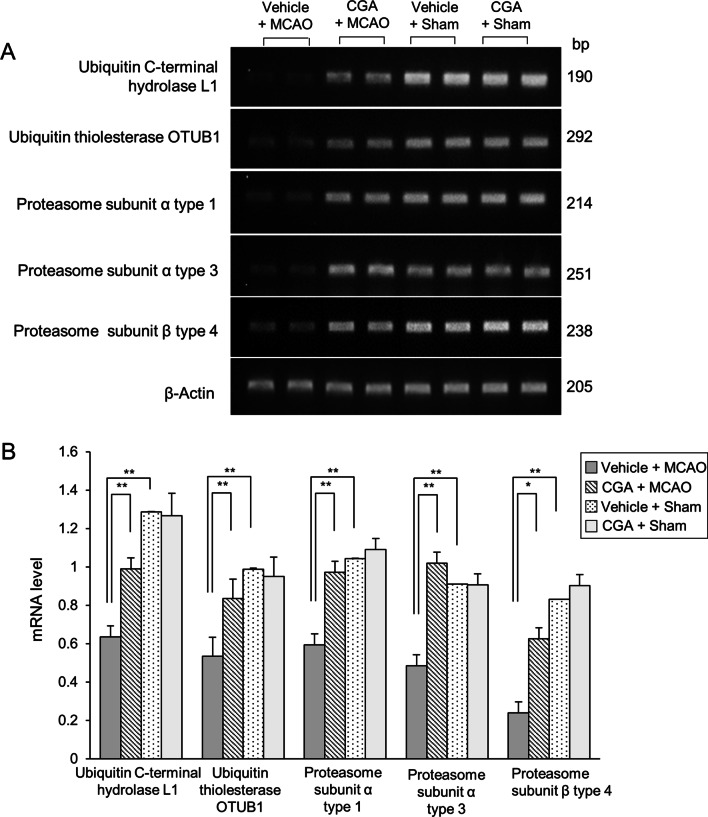 Chlorogenic acid modulates the ubiquitin-proteasome system in stroke animal model.