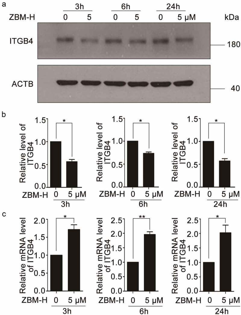 Activation of GRP78 ATPase suppresses A549 lung cancer cell migration by promoting ITGB4 degradation.