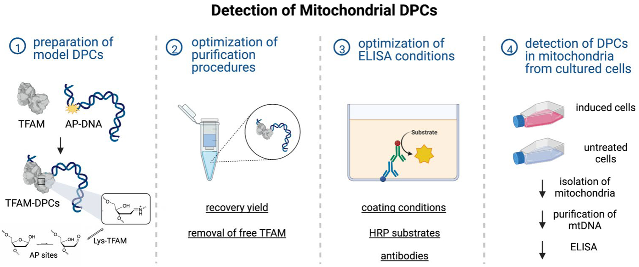 An Enzyme-Linked Immunosorbent Assay for the Detection of Mitochondrial DNA-Protein Cross-Links from Mammalian Cells.