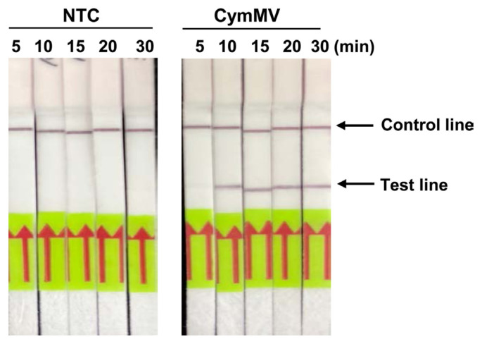 Application of Rapid and Reliable Detection of Cymbidium Mosaic Virus by Reverse Transcription Recombinase Polymerase Amplification Combined with Lateral Flow Immunoassay.