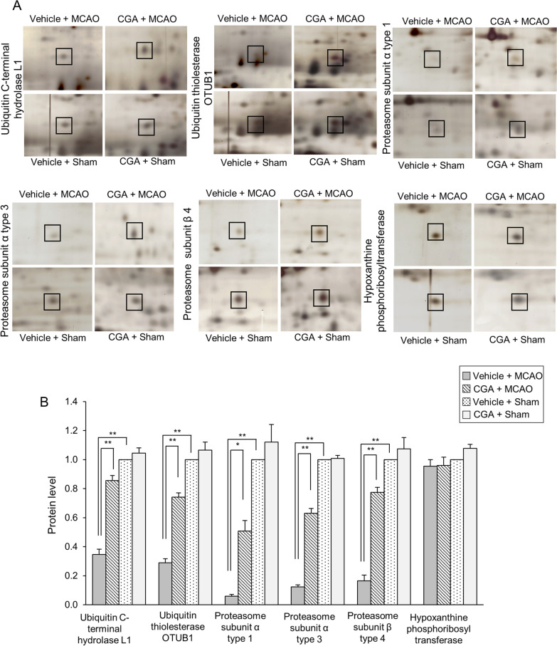 Chlorogenic acid modulates the ubiquitin-proteasome system in stroke animal model.