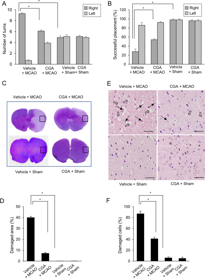 Chlorogenic acid modulates the ubiquitin-proteasome system in stroke animal model.