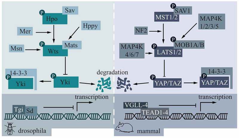 Focusing on Hippo Pathway in Stem Cells of Oral Origin, Enamel Formation and Periodontium Regeneration.