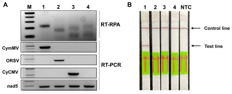 Application of Rapid and Reliable Detection of Cymbidium Mosaic Virus by Reverse Transcription Recombinase Polymerase Amplification Combined with Lateral Flow Immunoassay.