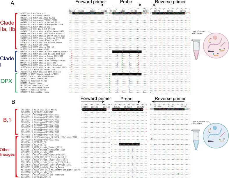 Development of two multiplex real-time PCR assays for simultaneous detection and differentiation of monkeypox virus IIa, IIb, and I clades and the B.1 lineage