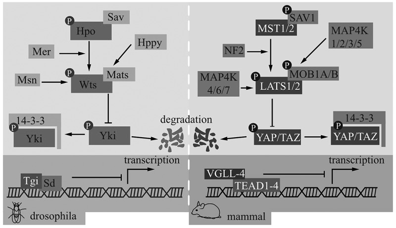 Focusing on Hippo Pathway in Stem Cells of Oral Origin, Enamel Formation and Periodontium Regeneration.