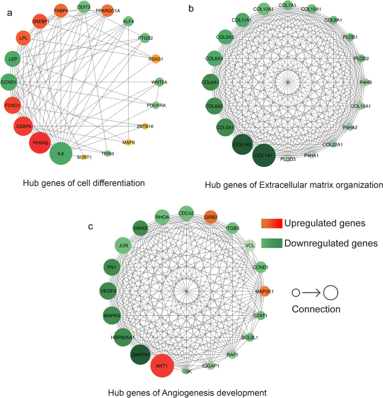 Stages of preadipocyte differentiation: biomarkers and pathways for extracellular structural remodeling.