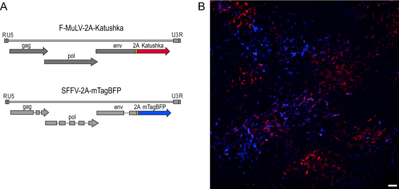 A detailed analysis of F-MuLV- and SFFV-infected cells in Friend virus-infected mice reveals the contribution of both F-MuLV- and SFFV-infected cells to the interleukin-10 host response.