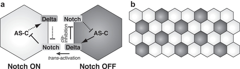 Mathematical modeling of Notch dynamics in <i>Drosophila</i> neural development.