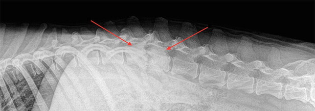 Microbiological aspects of osteomyelitis in veterinary medicine: drawing parallels to the infection in human medicine.