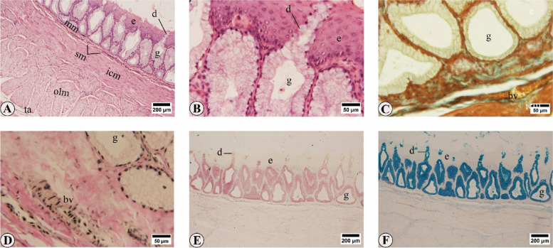 Anatomical, histochemical, and immunohistochemical observations on the gastrointestinal tract of Gallinula chloropus (Aves: Rallidae).