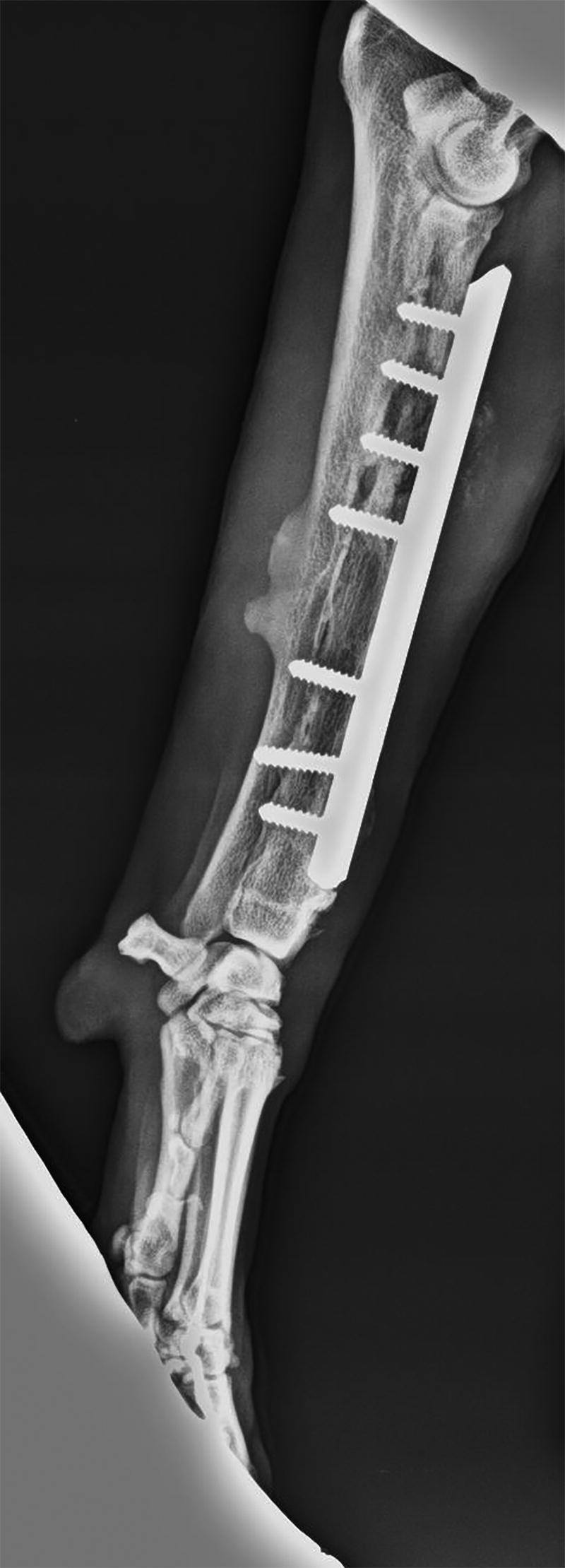 Microbiological aspects of osteomyelitis in veterinary medicine: drawing parallels to the infection in human medicine.