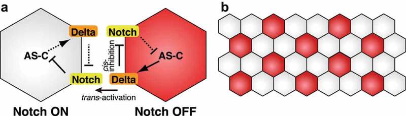 Mathematical modeling of Notch dynamics in <i>Drosophila</i> neural development.