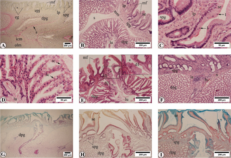 Anatomical, histochemical, and immunohistochemical observations on the gastrointestinal tract of Gallinula chloropus (Aves: Rallidae).