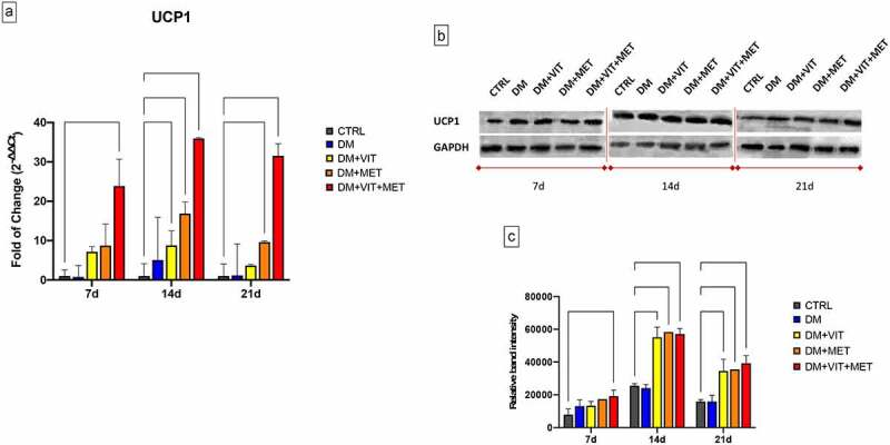 Metformin and vitamin D modulate adipose-derived stem cell differentiation towards the beige phenotype.