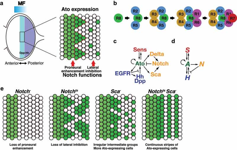 Mathematical modeling of Notch dynamics in <i>Drosophila</i> neural development.