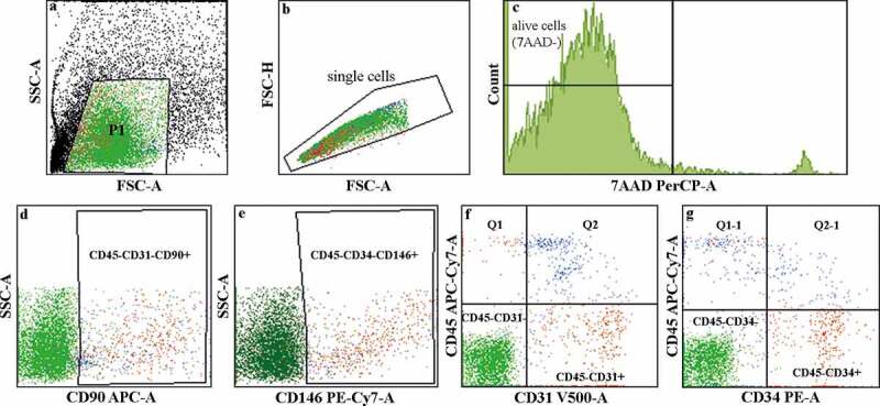 Long-term <i>in vivo</i> survival of 3D-bioprinted human lipoaspirate-derived adipose tissue: proteomic signature and cellular content.