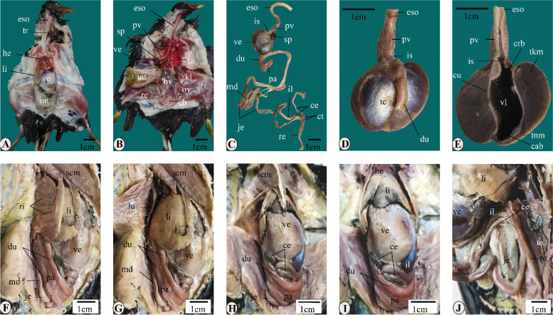 Anatomical, histochemical, and immunohistochemical observations on the gastrointestinal tract of Gallinula chloropus (Aves: Rallidae).