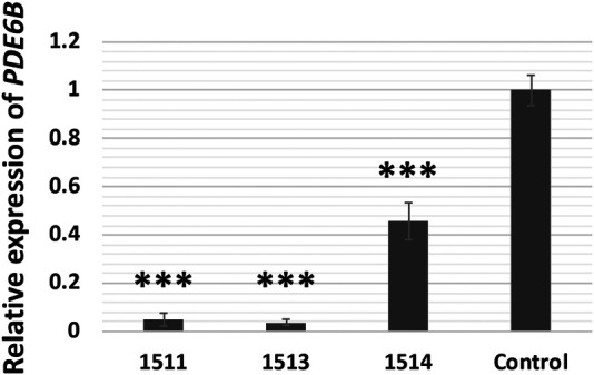 Identification of a novel large multigene deletion and a frameshift indel in <i>PDE6B</i> as the underlying cause of early-onset recessive rod-cone degeneration.