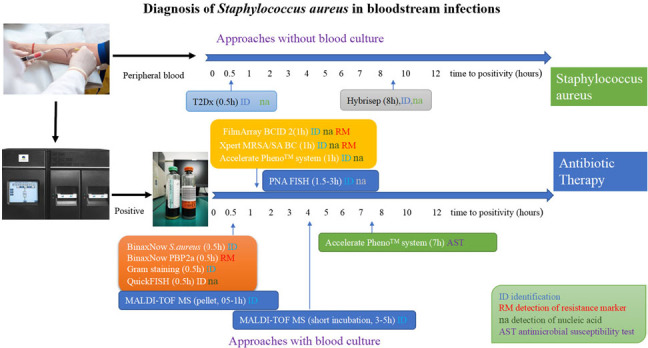 Rapid and Simple Approaches for Diagnosis of <i>Staphylococcus aureus</i> in Bloodstream Infections.