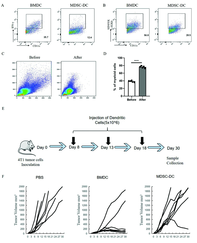 Differentiation and Immunological Function of MDSC-Derived Dendritic Cells.