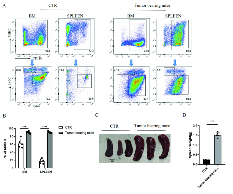 Differentiation and Immunological Function of MDSC-Derived Dendritic Cells.