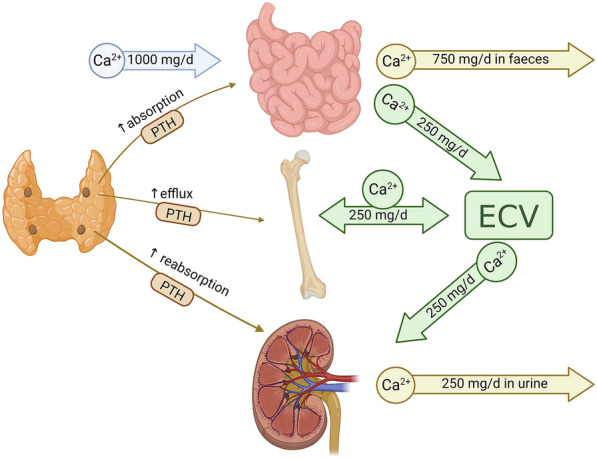 Lithium induced hypercalcemia: an expert opinion and management algorithm.