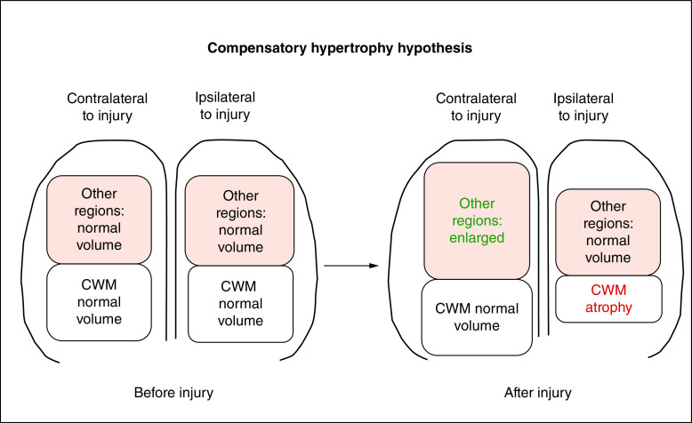 Journey to the other side of the brain: asymmetry in patients with chronic mild or moderate traumatic brain injury.