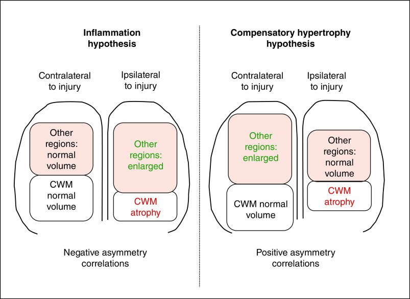 Journey to the other side of the brain: asymmetry in patients with chronic mild or moderate traumatic brain injury.