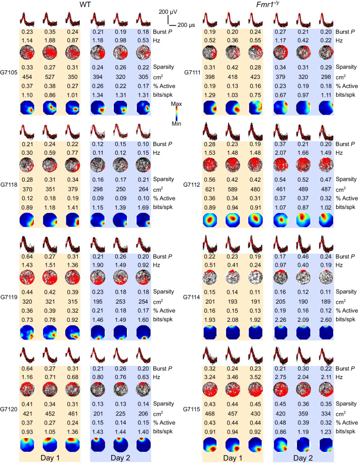 Experience-dependent changes in hippocampal spatial activity and hippocampal circuit function are disrupted in a rat model of Fragile X Syndrome.