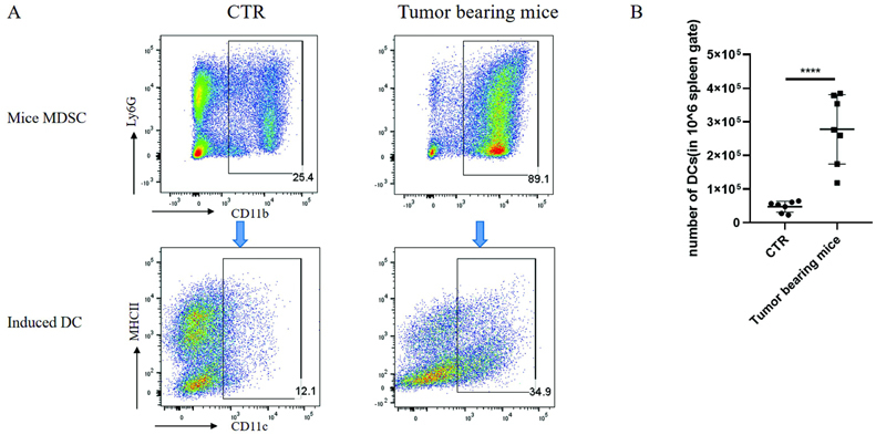 Differentiation and Immunological Function of MDSC-Derived Dendritic Cells.