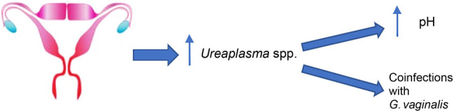 Retrospective Analysis of the <i>Ureaplasma</i> spp. Prevalence with Reference to Other Genital Tract Infections in Women of Reproductive Age.