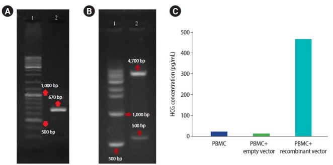 Effects of human chorionic gonadotropin-producing peripheral blood mononuclear cells on the endometrial receptivity and implantation sites of the mouse uterus.