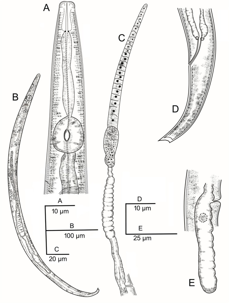 First Report of <i>Aphelenchoides Bicaudatus</i> (Imamura, 1931) Filipjev and Schuurmans Stekhoven, 1941 Associated with Grass in South Africa.