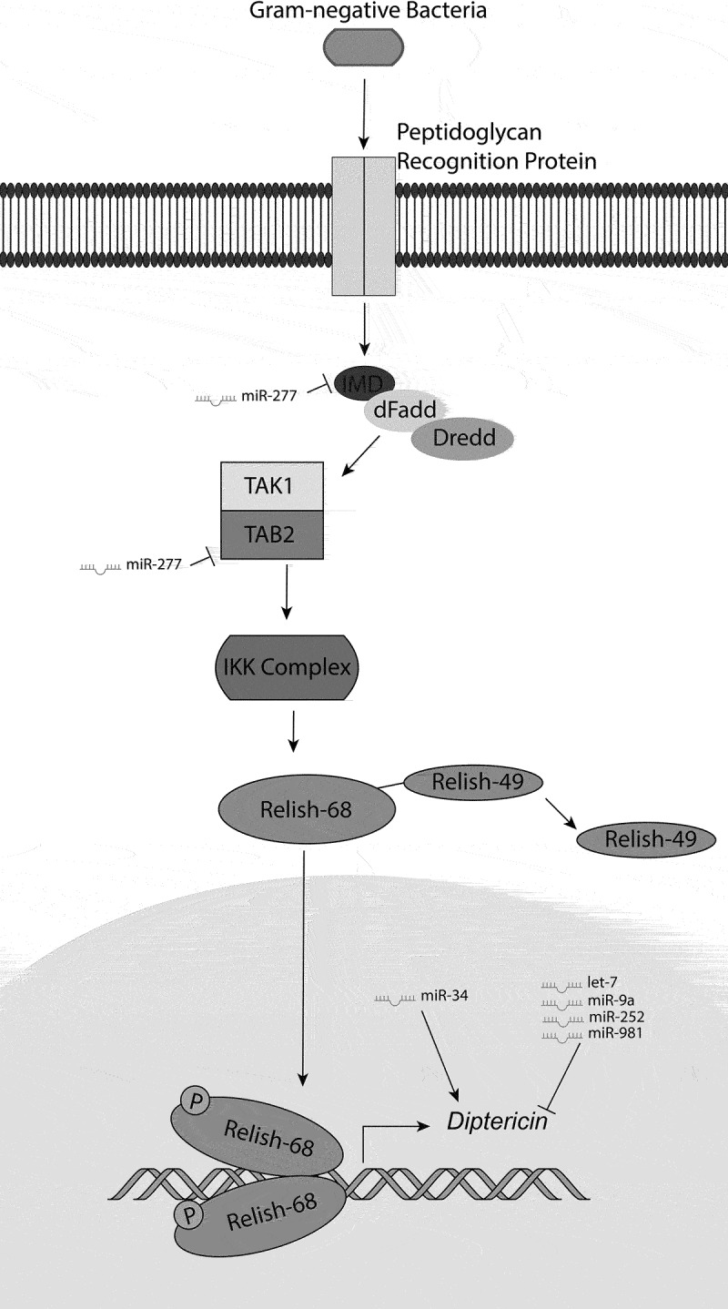 The role of micro RNAs (miRNAs) in the regulation of <i>Drosophila melanogaster</i>'s innate immunity.