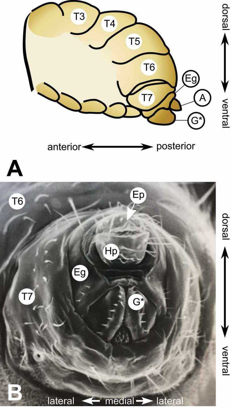 A standardized nomenclature and atlas of the female terminalia of <i>Drosophila melanogaster</i>.