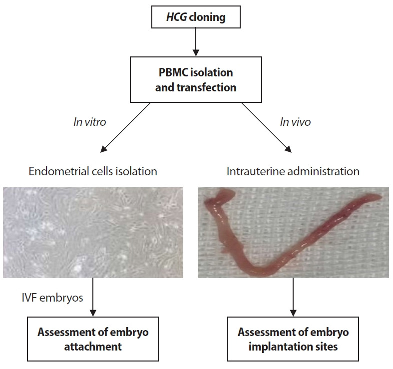 Effects of human chorionic gonadotropin-producing peripheral blood mononuclear cells on the endometrial receptivity and implantation sites of the mouse uterus.