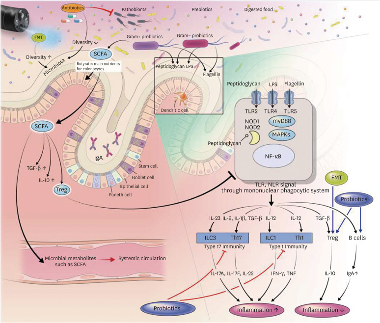 Microbial Modulation in Inflammatory Bowel Diseases.