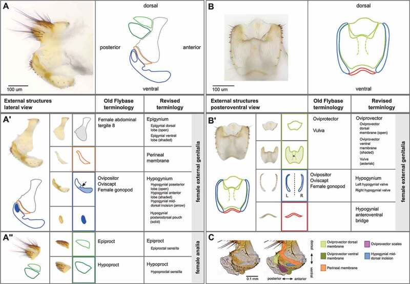 A standardized nomenclature and atlas of the female terminalia of <i>Drosophila melanogaster</i>.