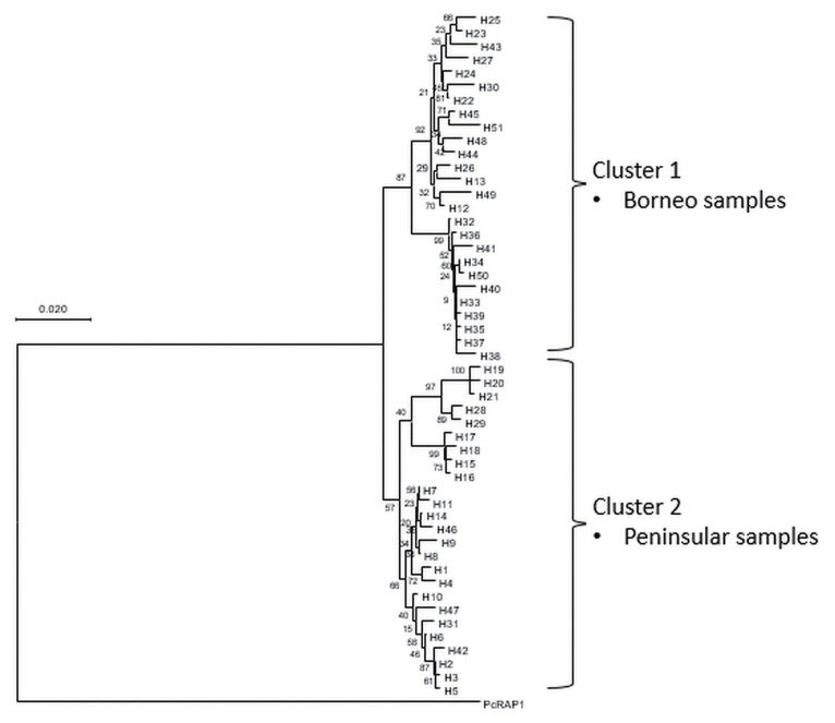 Genetic Diversity and Clustering of the Rhoptry Associated Protein-1 of Plasmodium knowlesi from Peninsular Malaysia and Malaysian Borneo.