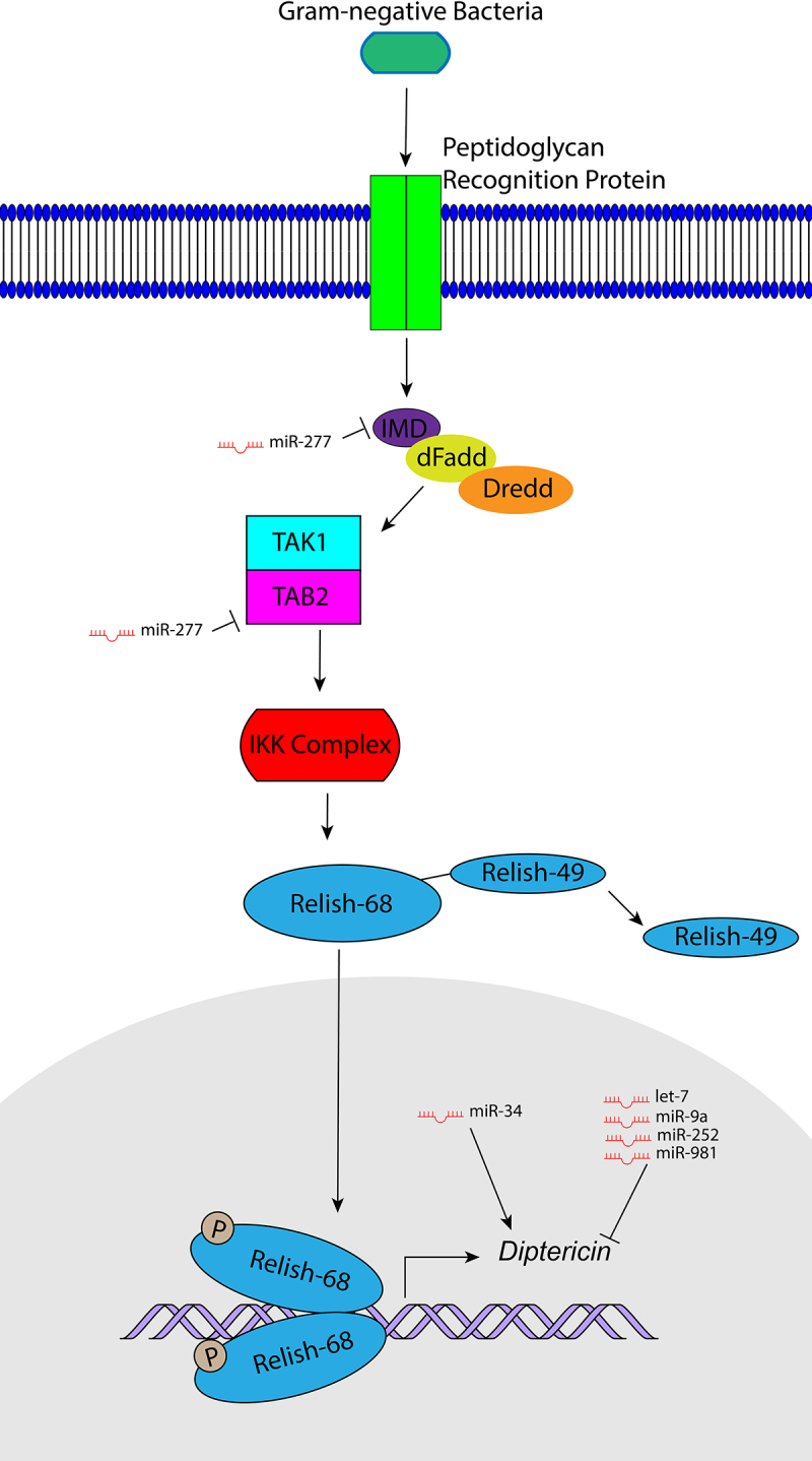 The role of micro RNAs (miRNAs) in the regulation of <i>Drosophila melanogaster</i>'s innate immunity.