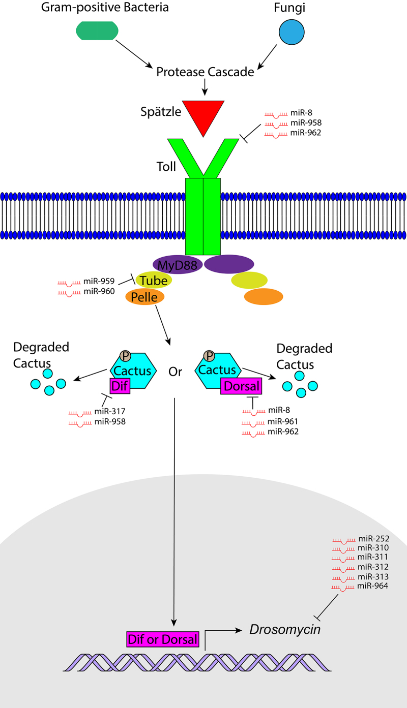 The role of micro RNAs (miRNAs) in the regulation of <i>Drosophila melanogaster</i>'s innate immunity.