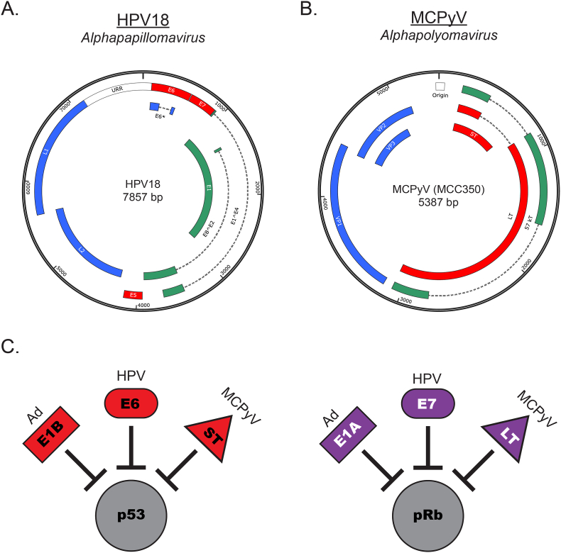 Small DNA tumor viruses and human cancer: Preclinical models of virus infection and disease