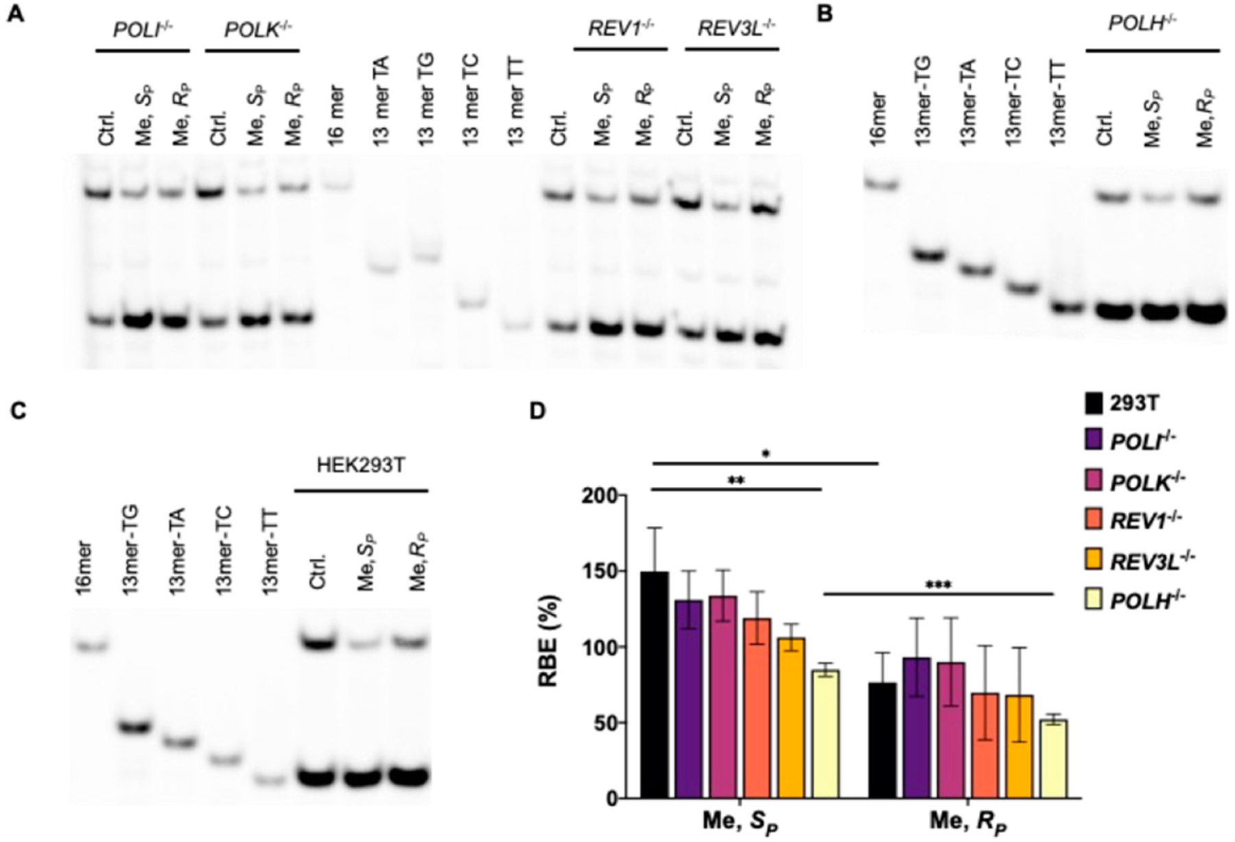 Size- and Stereochemistry-Dependent Transcriptional Bypass of DNA Alkyl Phosphotriester Adducts in Mammalian Cells.